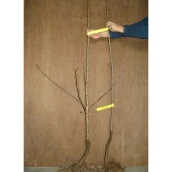 GRUSZA CUKRÓWKA bardzo soczysta sadzonki - 50 / 80 cm